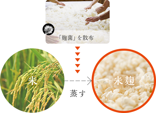 「麹菌」を散布 米 蒸す 米麹