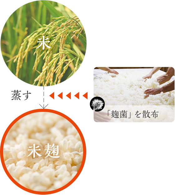 「麹菌」を散布 米 蒸す 米麹