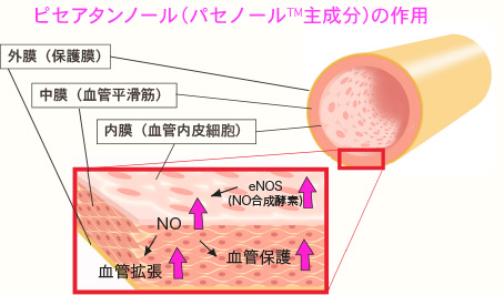 ピセアタンノール(パセノール™主成分)の作用