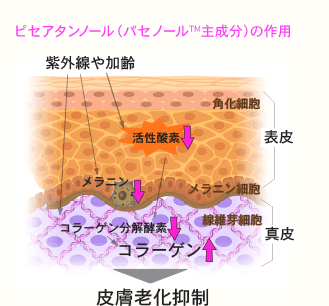 ピセアタンノール(パセノール™主成分)の作用