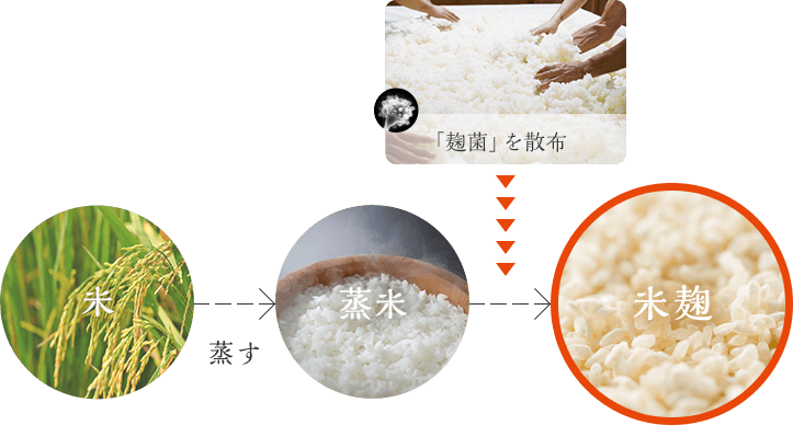 「麹菌」を散布 米 蒸す 米麹