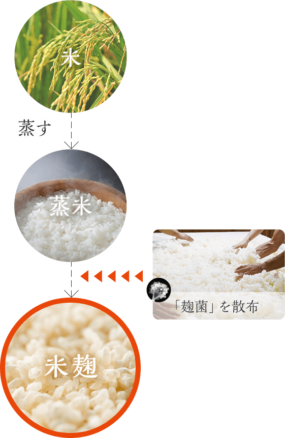 「麹菌」を散布 米 蒸す 米麹