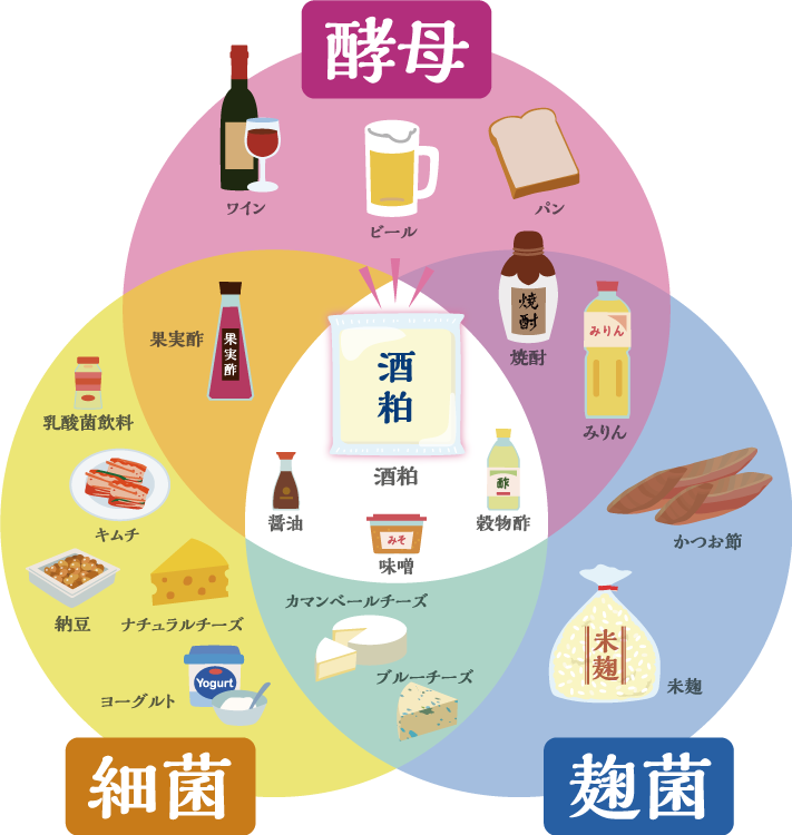 発酵の観点から見た酒粕の魅力