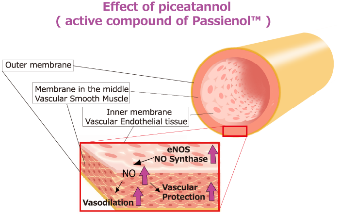 Effect of piceatannol ( active compound of Passienol™ )