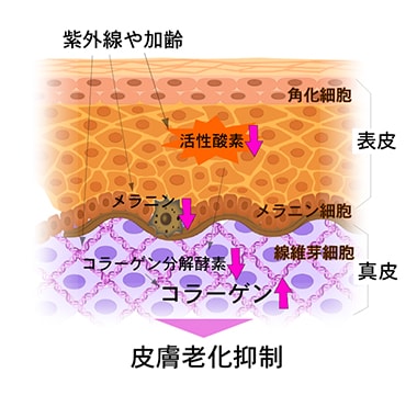 皮膚老化抑制