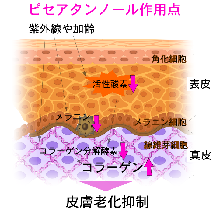 ピセアタンノール作用点