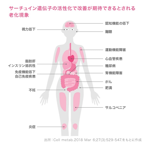 サーチュイン遺伝子の活性化で改善が期待できるとされる老化現象