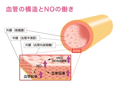 血管の構造とNOの働き