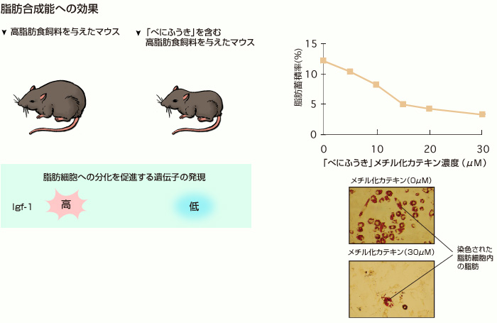 脂肪合成能への効果