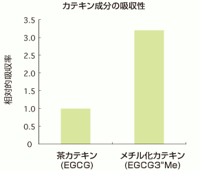 カテキン成分の吸収性