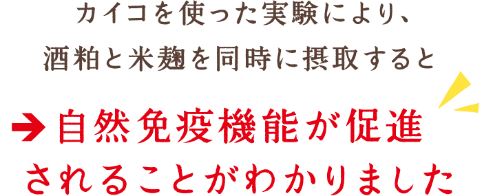 カイコを使った実験により、酒粕と米麹を同時に摂取すると自然免疫機能が促進されることがわかりました