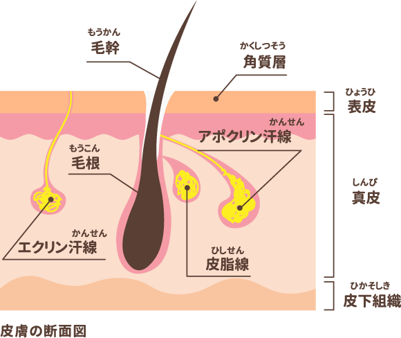 皮膚の断面図