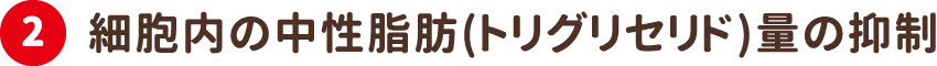 2.細胞内の中性脂肪（トリグリセリド）量の抑制