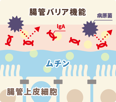 腸管バリア機能イメージ