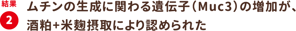 結果2：ムチンの生成に関わる遺伝子（Muc3）の増加が、酒粕+米麹摂取により認められた