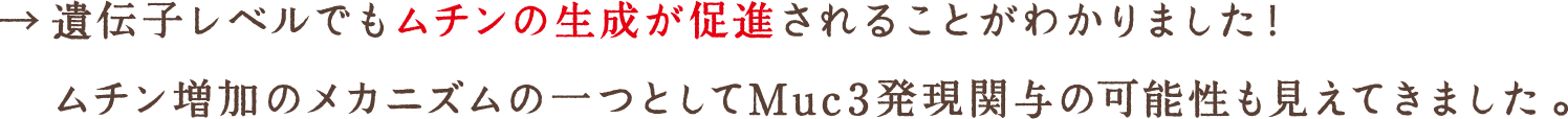 遺伝子レベルでもムチンの生成が促進されることがわかりました！ムチン増加のメカニズムの一つとしてMuc3発現関与の可能性も見えてきました。