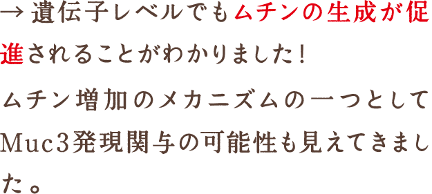 遺伝子レベルでもムチンの生成が促進されることがわかりました！ムチン増加のメカニズムの一つとしてMuc3発現関与の可能性も見えてきました。