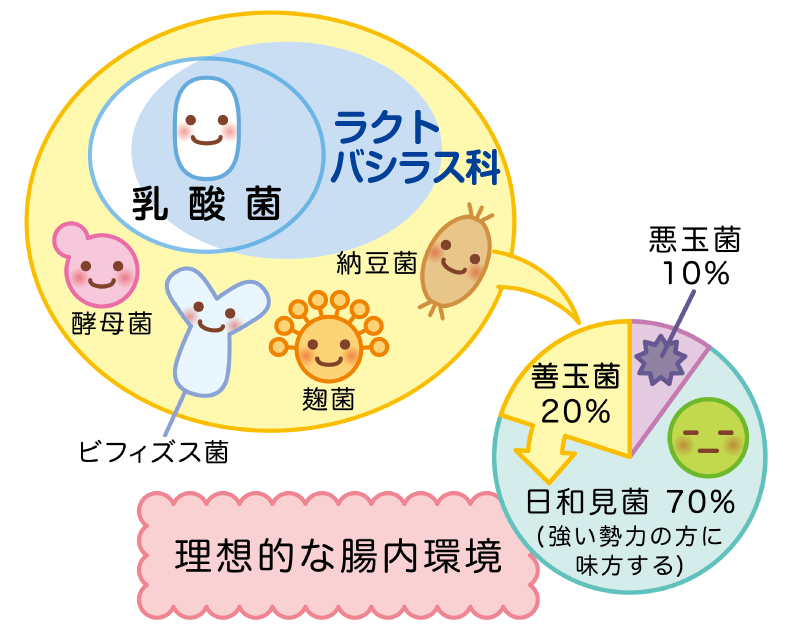 理想的な腸内環境のイメージ