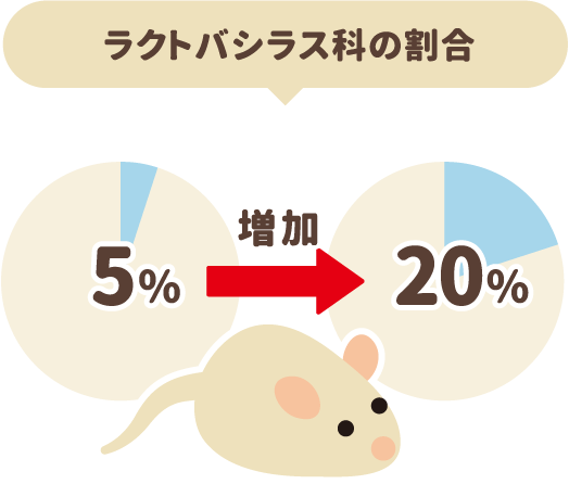 ラクトバシラス科の割合が5%から20%へ増加