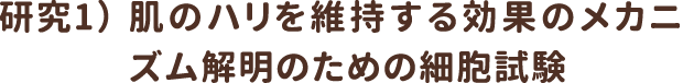 研究2）肌のハリを維持する効果のメカニズム解明のための細胞試験