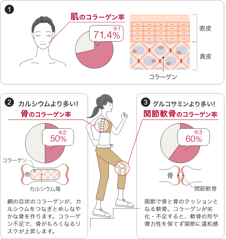 身体のどこにコラーゲンはあるの？