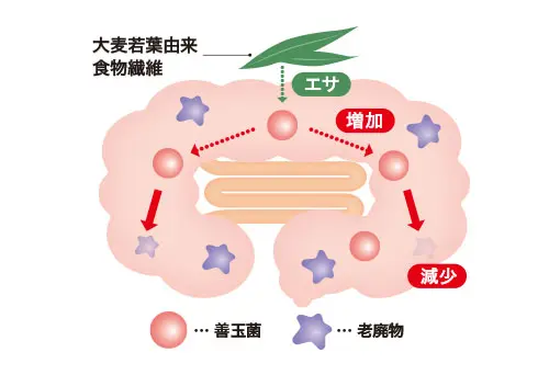 大麦若葉由来食物繊維の働き