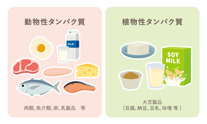 動物性タンパク質、植物性タンパク質
