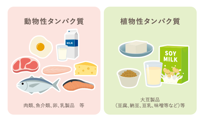 動物性タンパク質、植物性タンパク質
