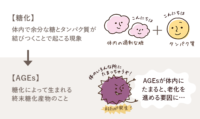 【糖化】体内で余分な糖とタンパク質が結びつくことで起こる現象 【AGEs】糖化によって生まれる終末糖化産物のこと