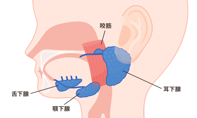 唾液腺のイラスト（耳下腺、咬筋、顎下腺、舌下腺）
