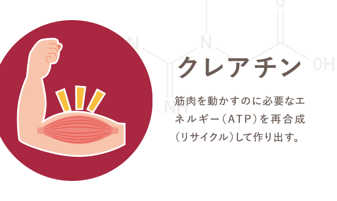 クレアチン 筋肉を動かすのに必要なエネルギー（ATP）を再合成（リサイクル）して作り出す
