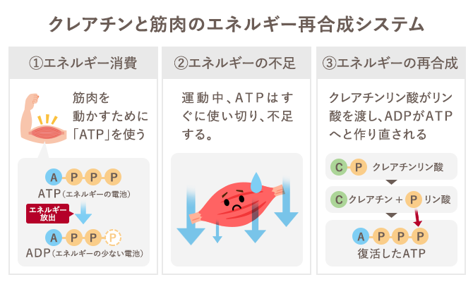 クレアチンと筋肉のエネルギー再合成システム