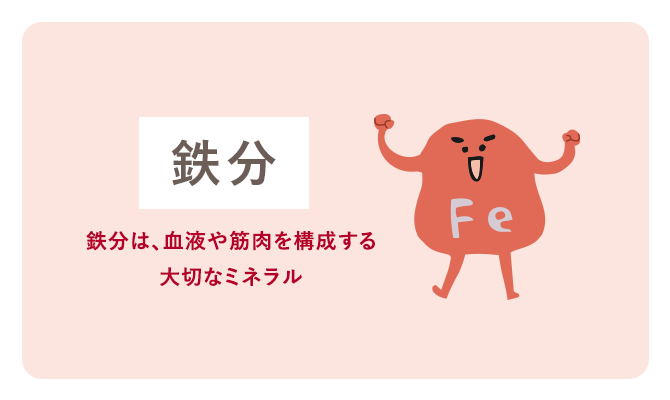鉄分は、血液や筋肉を構成する大切なミネラル