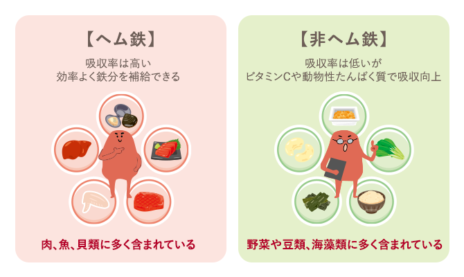 ヘム鉄：吸収率は高い。効率よく鉄分を補給できる。肉、魚、貝類に多く含まれている。／非ヘム鉄：吸収率は低いがビタミンCや動物性たんぱく質で吸収向上。野菜や豆類、海藻類に多く含まれている。