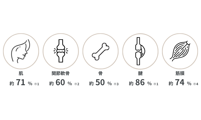 カラダに含まれるコラーゲンの比率／肌・約71% ※1／関節軟骨・約60%※2／骨・約50% ※3／腱・約86% ※1／筋膜・約74% ※4