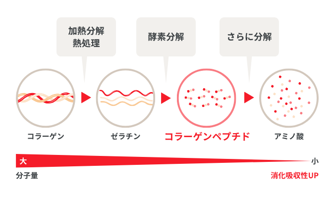 コラーゲン→（加熱分解 熱処理）→ゼラチン→（酵素分解）→コラーゲンペプチド→（さらに分解）→アミノ酸