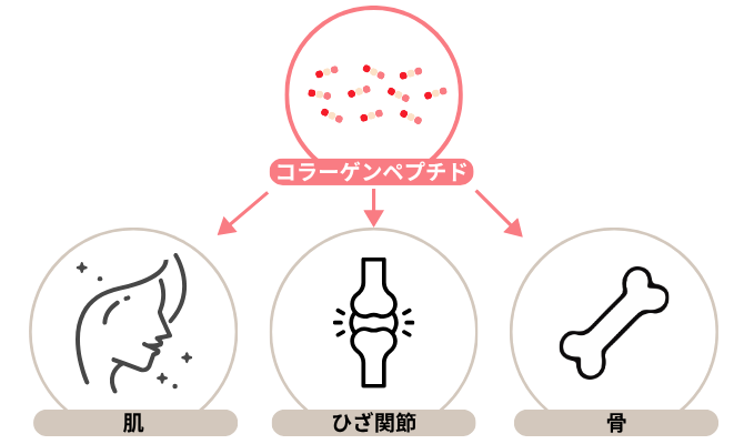 コラーゲンペプチドが肌、ひざ関節、骨へ