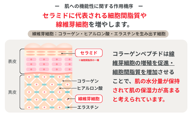 肌への機能性に関する作用機序／セラミドに代表される細胞間脂質や線維芽細胞を増やします。線維芽細胞：コラーゲン・ヒアルロン酸・エラスチンを生み出す細胞／コラーゲンペプチドは線維芽細胞の増殖を促進・細胞間脂質を増加させることで、肌の水分量が保持されて肌の保湿力が高まると考えられています。