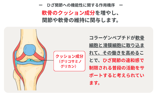 ひざ関節への機能性に関する作用機序／軟骨のクッション成分を増やし、関節や軟骨の維持に関与します。／コラーゲンペプチドが軟骨細胞と滑膜細胞に取り込まれて、その働きを高めることで、ひざ関節の違和感で制限される普段の活動をサポートすると考えられています。