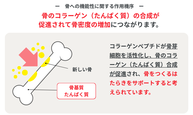 骨への機能性に関する作用機序／骨のコラーゲン（たんぱく質）の合成が促進されて骨密度の増加につながります。／コラーゲンペプチドが骨芽細胞を活性化し、骨のコラーゲン（たんぱく質）合成が促進され、骨をつくるはたらきをサポートすると考えられています。