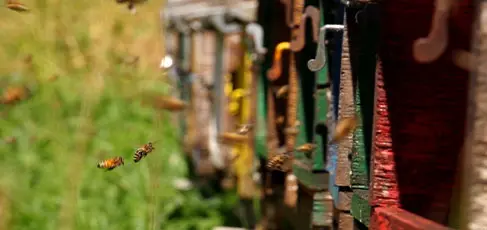 質の良いはちみつを求めイタリアの養蜂家と直接契約