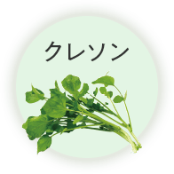 クレソン