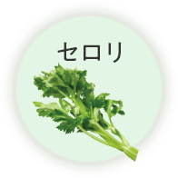 セロリ