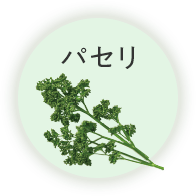 パセリ