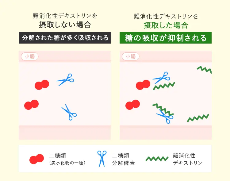 難消化性デキストリンを摂取した場合としない場合の糖の吸収のイメージ