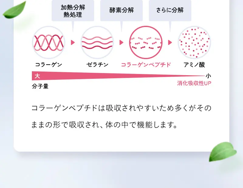 コラーゲンペプチド