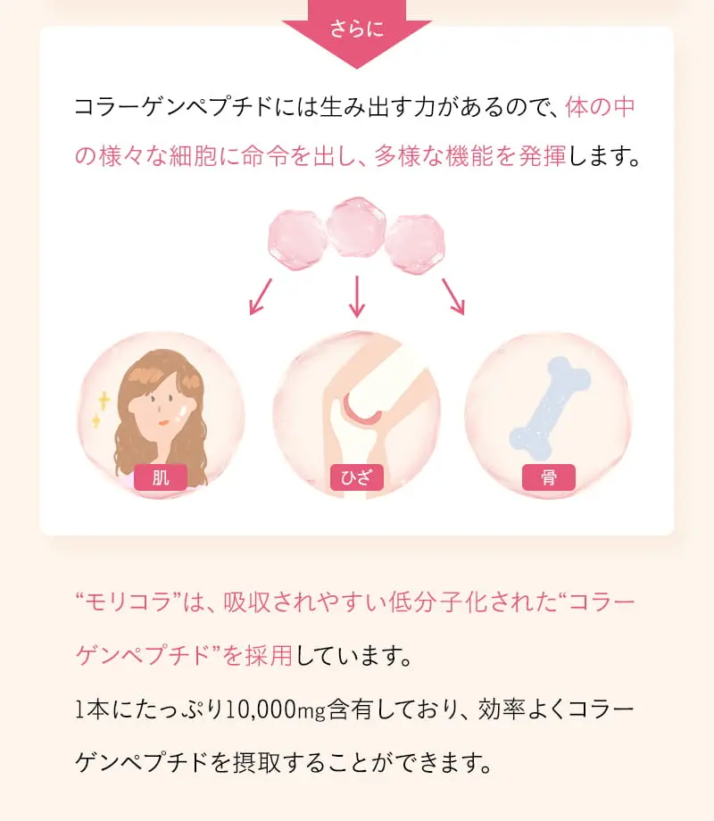 体の中の様々な細胞に命令を出し、多様な機能を発揮します。