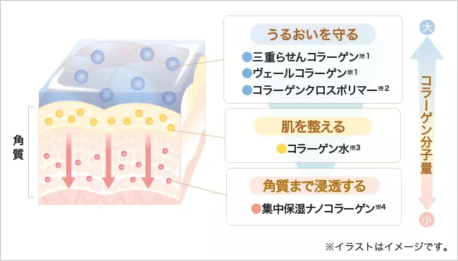 コラーゲン分子量