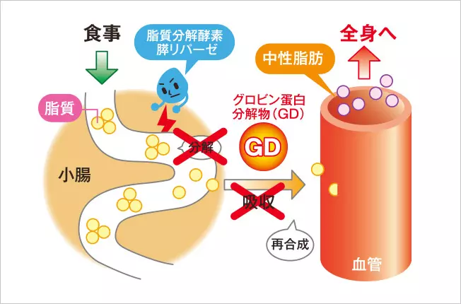 グロビン蛋白分解物