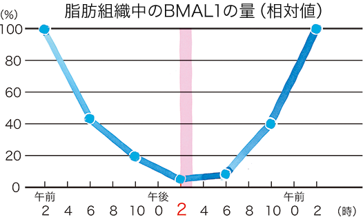 脂肪組織中のBMAL1の量（相対値）
